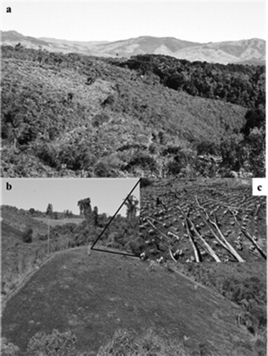 Figure 4. Land use pattern on the slash-and-burn landscape: a) hilly topography displaying a land mosaic with different successional vegetation phases; b) convex steep slope sowed with black beans; c) trunks and twigs not consumed by the fire over the ground.