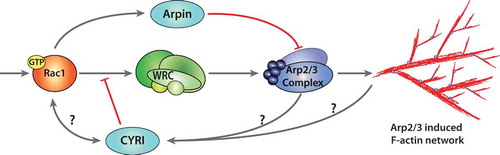 Figure 1. Negative regulation of actin polymerisation at the lamellipodium.Actin polymerisation at the lamellipodium is activated through the Rac1-WRC-Arp2/3 cascade. Extracellular stimuli trigger GTP loading of the small GTPase Rac1 and plasma membrane association. Activated Rac1 interacts with WRC through CYFIP1 at either or both the A- and D-sites, releasing and presenting the VCA-domain of WAVE to the Arp2/3 complex. Arp2/3 triggers nucleation of branched F-actin at the leading edge, generating a lamellipodium. Negative regulation of Arp2/3 can occur through the interaction with Arpin, which is activated by Rac1. CYRI proteins compete with the WRC for active Rac1, thereby inhibiting Arp2/3 complex activation. The mechanism of activation of CYRI proteins to constrain protrusions is still unknown. The activation cascade follows grey arrows, while inhibitors are shown in red terminal lines.