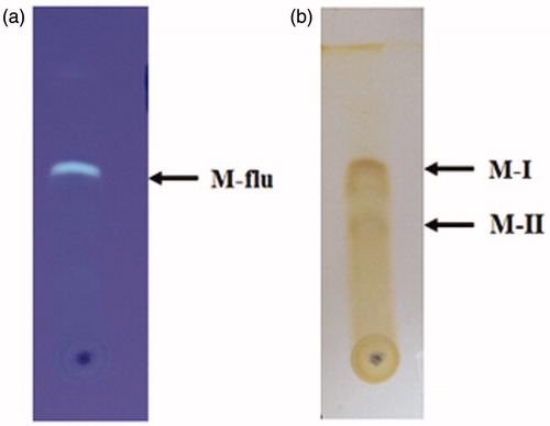 Figure 1. TLC profiles of the crude Myrothecium (M1-CA-102) extract. (a) TLC plate visualized under UV light and (b) TLC plate after development in iodine.