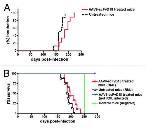 Figure 2. Effect of AAV9-scFvD18 treatment on incubation and survival times of experimental scrapie and control mice. Incubation time of AAV9-scFvD18 treated and untreated mice intraperitoneally infected with 10% RML (A). The group of animals subjected to the treatment showed clinical signs of disease later than the untreated one (187 ± 7 vs. 166 ± 5 d; p = 0.0186, Logrank test). Survival time of AAV9-scFvD18 treated and untreated mice intraperitoneally infected with 10% RML (B). The survival time of treated animals was slightly longer than that of untreated mice (202 ± 7 vs. 188 ± 5; p = 0.085, Logrank test). AAV9-scFvD18 treated mice without scrapie were sacrificed at the end of their predicted lifespan (~700 d), while control mice have been sacrificed when all RML-infected animals succumbed to disease (~250 d).