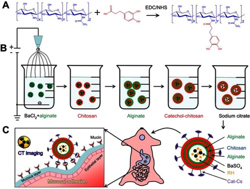 Scheme 1 Schematic illustration of the preparation process of Cat-CA/BS MCs and their applications in gastroretentive drug delivery and CT imaging. (A) Preparation of catecholylated chitosan; (B) preparation of Cat-CA/BS MCs; (C) Cat-CA/BS MCs for CT real-time imaging and mucosal adhesion-mediated gastric drug delivery. Abbreviations: Cat-CA/BS MCs, catechol-grafted chitosan alginate/barium sulfate microcapsules; CT, computed tomography; EDC, ethylcarbodiimide hydrochloride; NHS, N-hydroxysuccinimide; RH, ranitidine hydrochloride.