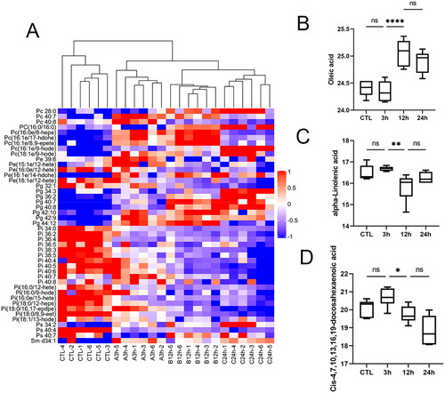 Figure 7. Dysregulation of lipid metabolism. A Clustering heat map of membrane lipid components. B–D Expression of representative lipids within the group. Data were standardized by log2 transformation and expressed as mean ± SD. P < 0.05 was considered statistically significant (*p < 0.05, **p < 0.01, ***p < 0.001, ****p < 0.0001, nsp > 0.05).