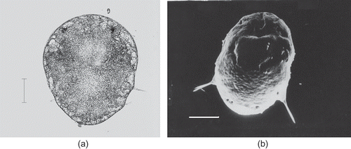 Figure 4. Marphysa gravelyi. Early metatrochophore. (a) Light microphotograph; (b) electron microphotograph. Scale bar: 100 μm.