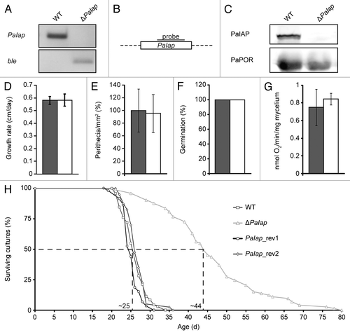 Figure 2 Deletion of PaIap does not change the phenotype of ΔPaIap at 27°C but increases lifespan. (A) DNA gel blot analyses of BglII digested DNA from the wild-type ‘s’ (WT) and the PaIap deletion strain (ΔPaIap). The PaIap-specific probe (upper part) detects the ∼4.3 kbp fragment containing PaIap only in the genome of the wild-type. The gene encoding the phleomycin resistance gene (ble) is present as a ∼2.4 kbp fragment only in ΔPaIap (lower part). (B) Location of the sequence used as a PaIap-specific probe (line). The genomic sequences flanking PaIap are indicated by punctuation. (C) Protein gel blot analyses of mitochondrial proteins from the WT and the PaIap deletion. The PaIAP-specific antibody detects PaIAP only in the sample of the WT (upper part). PaPORIN (PaPOR) was used as loading control (lower part). (D) Growth rates of the WT (gray; n = 71) and the PaIap deletion strain (white; n = 73; p = 5E−1). (E) Fruiting body formation of the PaIap deletion (n = 12) strain and the WT (n = 12; p = 9E−1) after spermatization. (F) Germination rate of ascospores from perithecia of fertilized ΔPaIap (n = 19) and WT cultures (n = 19). (G) Oxygen consumption of mycelium of juvenile WT (n = 4) and ΔPaIap strains (n = 4; p = 5.6E−1). (H) Lifespan of ΔPaIap (n = 73; p = 1.8E−16), the WT (n = 71) and of the two revertants PaIap_rev1 (n = 59) and PaIap_rev2 (n = 40).