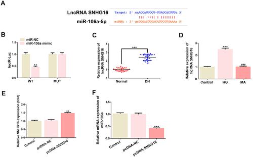 Figure 5 The relationship between miR-106a and SNHG16. (A) The binding site between has-miR-106a-5p and SNHG16. (B) The luciferase activity between miR-NC or miR-106a and SNHG16 WT or MUT (n=3). **P <0.01 vs miR-NC. (C) The level of KLF9 in the serum of DN patients relative to that of normal healthy individuals (n=30). ***P <0.001 vs normal. (D) The mRNA level of KLF9 in MPC5 podocytes that treated with 30 mM glucose (HG) or 30 mM MA relative to control cells (n=3). ***P<0.001 vs control. ###P<0.001 vs HG. (E) The mRNA level of SNHG16 in MPC5 that overexpressed with SNHG16 or not (n=3). **P<0.01 vs pcDNA-NC. (F) The mRNA level miR-106a in MPC5 that overexpressed with SNHG16 or not (n=3). ***P<0.001 vs pcDNA-NC.