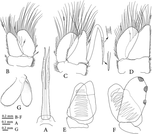 Figure 4. Dynoides canadensis sp. nov., holotype (CMNC 1985-0667.1); A, penes; B–F, pleopods 1–5; G, uropod.