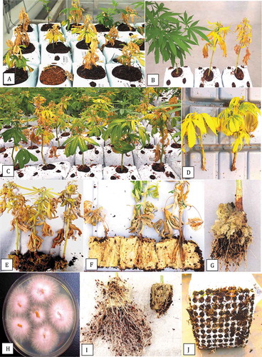 Fig. 6 Symptoms of infection due to Fusarium oxysporum in the vegetative stage of growth of cannabis plants. (a) Severely diseased cuttings one week after transfer from the propagation room into coco coir blocks. (b) Comparison of growth of a healthy plant of ‘Hash Plant’ (left) with two diseased plants (right) one week after transfer from the propagation room. (c) Stunted growth and foliar necrosis of diseased plants of strain ‘Afghani Kush’ two weeks after transfer from the propagation room. (d) Yellowing of leaves of infected ‘White Rhino’ plants. (e) Total collapse of plants of ‘Hash Plant’ due to infection by F. oxysporum. (f) Infection of exposed ends of cutting and decay of the stem tissues of ‘Hash Plant’ within the rockwool blocks. (g) Crown lesion and browning and decay of roots. (h) Recovery of colonies of F. oxysporum from crown and root tissues of diseased plants. (i) Reduction of root volume on diseased plant (right) compared to a healthy plant (left). (j) Browning of emerging roots on the underside of coco block of a diseased plant