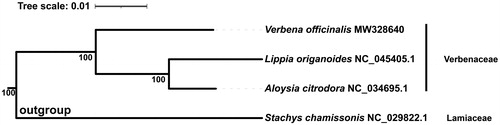 Figure 1. Phylogenetic analysis of 4 complete chloroplast genomes. The bootstrap support values are marked at the nodes.
