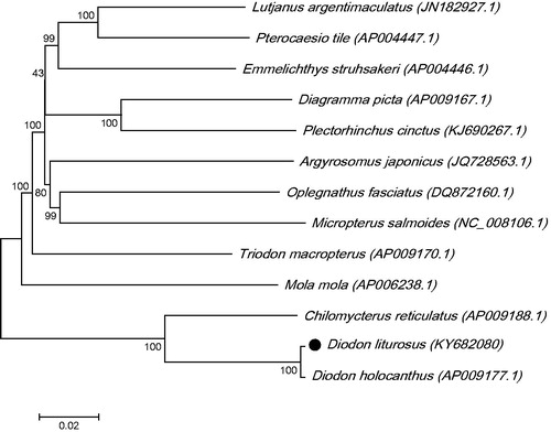 Figure 1. The maximum-likelihood phylogenetic tree of Tetraodontiformes. Numbers on each node are bootstrap values of 100 replicates.