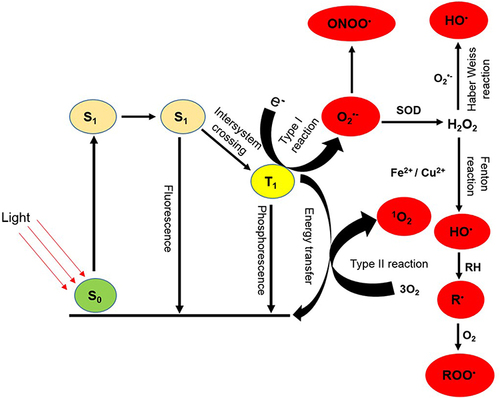 Figure 1 Photochemical generation of ROS during PDT. Upon absorption of light of appropriate wavelength by the PS, an electron is elevated to an excited singlet state (S1) from the singlet ground state (S0). This excited singlet state is transient and can release energy through photon emission (fluorescence). Alternatively, it may undergo intersystem crossing, leading to the formation of a long-lived excited triplet state (T1). The T1 state is responsible for generating reactive species, including O2•-, H2O2, HO• and 1O2 through both type I and type II reactions.