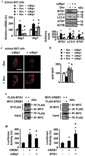 Figure 4. (Continued.)