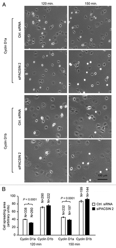 Figure 5 PACSIN 2 regulation of cell spreading depends on cyclin D1 expression. (A) Cyclin D1−/− cells transduced with either cyclin D1a or cyclin D1b retrovirus and transfected with either control or siPACSIN 2 were assessed for cell spreading at different time points after seeding. (B) Quantitative analysis of cell spreading (arbitrary unit). Student t-test was used for quantitative analysis of cell spreading. p-value and number of cells analyzed were indicated in the figure. N is for the number of cells counted. Data are representative of three separate experiments.