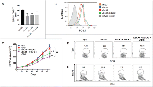Figure 5. PD-L1 blockade fails as a monotherapy against RENCA tumors, but improves the antitumor efficacy of combined lvDLK1 + lvDLK2 vaccination. (A) CD8+ TILs and (B) bulk RENCA single-cell suspensions (per Fig. 1) were analyzed for expression of PD-1 and PD-L1, respectively, by flow cytometry. In (C), mice bearing established day 7 RENCA tumors (right flank) were vaccinated i.d. with lvDLK1 + lvDLK2 (left flank) as a therapeutic vaccine. Anti-mPD-L1 blocking antibody was injected i.p. on days 7, 10, 13 and 17 post-tumor inoculations as described in Materials and methods. Tumor growth was monitored longitudinally and is reported as the mean ± SEM for five animals per group. In (D), RENCA tumors were harvested on day 26 and dissociated single-cell suspensions analyzed for (D) Tbet+CD8+ TILs and (E) FoxP3+CD4+ Tregs by flow cytometry. *p < 0.05 and **p < 0.01.