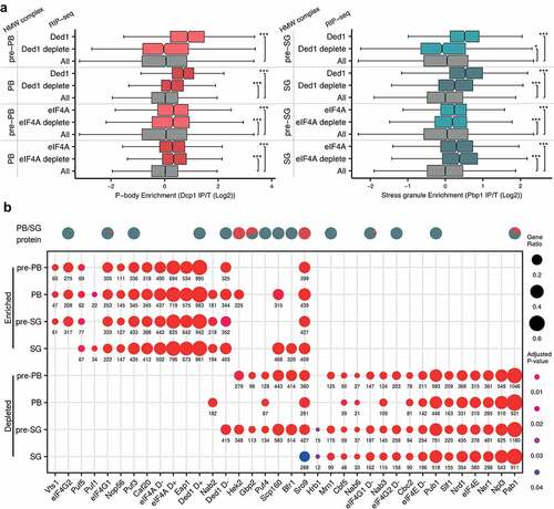 Figure 8. mRNA targets of RNA binding proteins are enriched in PBs and SGs. (A) Ded1 and eIF4A associated mRNAs are enriched in PBs and SGs. Boxplots show the enrichment of Ded1p and eIF4A mRNA targets under unstressed and glucose depletion conditions in pre-PBs, PBs, pre-SGs and SGs. (B) Comparison of the enrichment of mRNAs present in pre-PBs, pre-SGs, PBs and SGs with mRNAs previously shown to co-immunoprecipitate with specific RBPs. Dots are scaled by the proportion of granule RNAs present in each RBP list and coloured by the adjusted P-value of enrichment. Significance, * p < 0.05, **p < 0.01, ***p < 0.001.