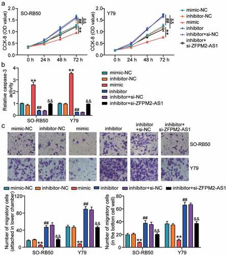 Figure 4. ZFPM2-AS1 relieved the effect of miR-511-3p on retinoblastoma cells. (a) ZFPM2-AS1 relived the effect of miR-511-3p on cell viability. (b) ZFPM2-AS1 relived the effect of miR-511-3p on caspase-3 activity. (c) ZFPM2-AS1 relived the effect of miR-511-3p on cell migration. mimic, miR-511-3p mimic. inhibitor, miR-511-3p inhibitor. **P < 0.001 compared with mimic-NC. ##P < 0.001 compared with inhibitor-NC. &&P < 0.001 compared with inhibitor-NC.