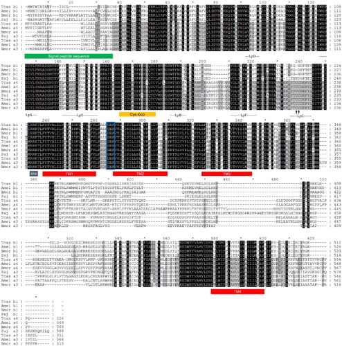 Figure 2. Deduced protein sequences of P. japonica α3 and β1 nAChR subunits from insect species. Conserved amino acids are indicated (black columns). Signal peptide sequences and transmembrane domains (TM boxes) were predicted by CBS Prediction server analysis. The positions of the loops (LpA–F), the two cysteines forming the Cys-loop, and an RRR motif are indicated. A GEK motif is boxed, and the Cys-pair, characteristic of α subunits, is marked by an arrow. GenBank accession numbers: T. castaneum Tcasα3 (ABS86904), Tcasα4 (ABS86906), Tcasβ1 (ABS86916); A. mellifera Amelα3 (AAY87891), Amelα4 (AAY87892), Amelβ1 (AAY87897); B. mori Bmorα3 (ABV72685), Bmorα4 (ABV72686), Bmorβ1 (ABV72692); P. japonica Pajα3 (KC153234), Pajβ1 (KC153238).