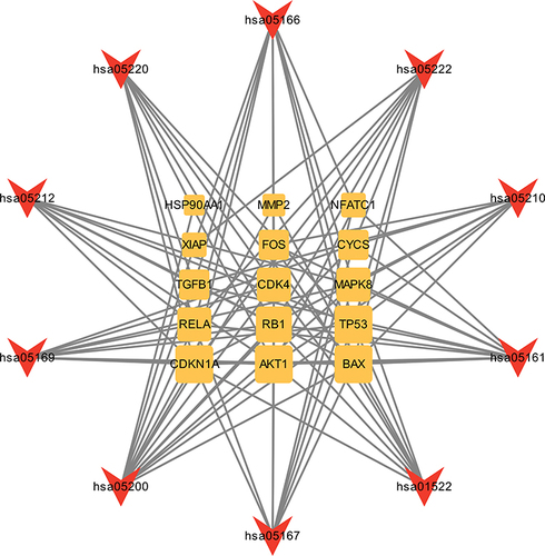 Figure 8 Danbie Capsules signaling pathway - Anti-endometriosis critical target network.