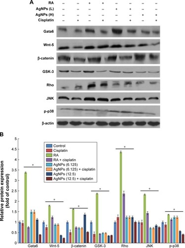 Figure 10 Role of cisplatin in AgNPs-induced expression of differentiation markers.Notes: (A) F9 cells differentiated using RA (1 μM) for 72 h or AgNPs (6.125 or 12.5 μg/mL) for 24 h were treated with or without cisplatin (1 μM) for another 24 h, and then the expression of various proteins involved in differentiation was analyzed using western blot. Results were normalized to β-actin. The results are expressed as the mean ± standard deviation of three separate experiments. (B) The bar graph indicates the signal intensity ratio between control and treated groups. The treated groups showed statistically significant differences from the control group determined using Student’s t-test (*P<0.05). L, represents low concentration of AgNPs, H, represents high concentration of AgNPs.Abbreviations: AgNPs, silver nanoparticles; RA, retinoic acid.