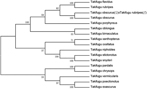 Figure 1. The evolutionary tree based on mitochondrial genome nucleotide sequences of the hybrid of Takifugu obscurus (♀) × Takifugu rubripes (♂) (MK975474) and other 16 tetrodontidae fish were constructed by MEGA 7.0 software, using neighbor-joining method. Genetic distances are listed above the branches. GenBank accession numbers of the sequences were used for the tree as follows: Takifugu flavidus (NC_024199.1); Takifugu rubripes (NC_004299.1); Takifugu obscurus (NC_011626.1); Takifugu porphyreus (NC_011628.1); Takifugu oblongus (NC_011634.1); Takifugu bimaculatus (KP973944.1); Takifugu xanthopterus (NC_011632.1); Takifugu ocellatus (NC_011635.1); Takifugu niphobles (NC_011625.1); Takifugu stictonotus (NC_011629.1); Takifugu snyderi (NC_011630.1); Takifugu pardalis (NC_011627.1); Takifugu chrysops (NC_011624.1); Takifugu vermicularis (NC_011631.1); Takifugu poecilonotus (NC_011621.1); Takifugu exascurus (AP009540).