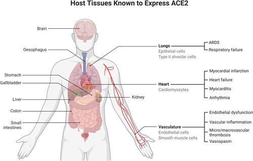 Figure 8. ACE2 receptors facilitating SARS-CoV-2 entry, causing, among others, vascular effects like endothelial dysfunction, vascular inflammation, micro and macrovascular thrombosis and vasospasm. (Reprinted from ‘Expression of ACE2 Receptor in Human Host Tissues', by BioRender, August 2020, retrieved from https://app.biorender.com/biorender-templates/ Copyright 2021 by BioRender.)