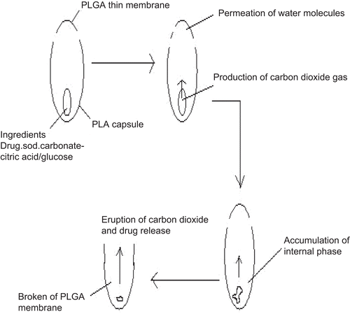 Figure 3.  Scheme of the pulsed release biodegradable capsules.