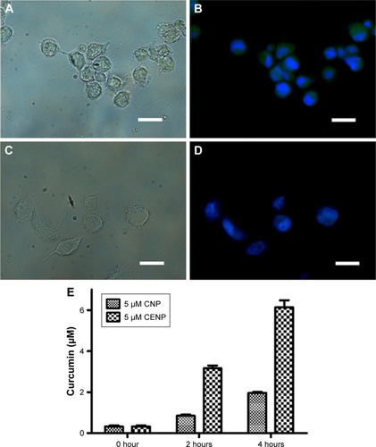 Figure 5 (A–D) Images of CENP-PDT-treated cells. The light image of (A) MKN45 and (C) GES. Superimposition of fluorescence images after DAPI staining on (B) MKN45 and (D) GES. Curcumin has inherent yellowish green fluorescence and DAPI provides blue fluorescence. The scale bar represents 20 μm. (E) Time course of curcumin quantitation in CNP- and CENP-treated MKN45.Abbreviations: CENP, curcumin-encapsulated and EGF-conjugated chitosan/TPP nanoparticles; CENP-PDT, curcumin-encapsulated and EGF-conjugated chitosan/TPP nanoparticles with photodynamic therapy; CNP, curcumin-encapsulated chitosan/TPP nanoparticles; DAPI, 4′,6-diamidino-2-phenylindole; EGF, epidermal growth factor; GES, human gastric epithelial mucosa (non-cancer) cell line; MKN45, human gastric cancer cell line; PDT, photodynamic therapy; TPP, tripolyphosphate.