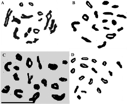 Figure 1. Representative pollen mother cells of Anchusa species showing gametic chromosome number in diakinesis-metaphase I. (A) Evin population of A. italica var. italica (n = 16); (B) Kilak population of A. italica var. kurdica (n = 16); (C) A. strigosa (n = 16); (D) A. arvensis subsp. orientalis (n = 8) (scale bar = 20 μm).