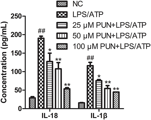 Figure 2 The concentration of extracellular IL-18 and IL-1β in the medium. PUN reduced the release of pro-inflammatory factors into the culture supernatant (n=5). ##Indicate P< 0.01 vs NC; *Indicate P< 0.05, **indicates P< 0.01 vs LPS/ATP stimulated cells.