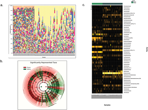 Figure 3. The species-level comparisons of fecal and saliva samples. (a). bar plots showing the difference in all of the samples. (b). LefSe cladogram representing the microbial differences in species level. (c). heatmap illustrates the family-level difference between two distinct communities.