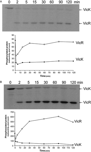 Figure 7.  Effect of redox potential on phosphotransfer from VicK to VicR in vitro using DTT as reducing agent. 420 pmoles VicK were permitted to autophosphorylate for 15 min in the presence of either 0.5 mM or 100 mM DTT in 130 µl reaction volumes. 13 µl samples were removed to stop buffer prior to the addition of 252 pmoles VicR to the remaining 378 pmoles VicK (1.5:1 VicK:VicR). Samples (50 pmoles) were removed to stop buffer at regular intervals up to 2 h. Autoradiograph and graphical representation of quantitative data obtained using (A) 0.5 mM DTT, and (B) 100 mM DTT.