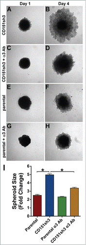 Figure 8. Enhanced invasion of CD151-silenced cells depends on α3β1 integrin. CD151sh3 cell spheroids were embedded in 3D collagen in the absence (A&B) or presence (C&D) of 10 µg/ml A3-IIF5 anti-α3 integrin function blocking antibody, and photographed on Day 1 and Day 4. (E-H) Parental cell spheroids were embedded in collagen with or without A3-IIF5 antibody, as for the CD151sh3 spheroids in (A-D). (I) Quantification of spheroid size on Day 4 plotted as fold change from Day 1. The untreated CD151sh3 cell spheroids were significantly larger than either parental cell spheroids or antibody-treated CD151sh3 cell spheroids, *P<0 .0001, ANOVA with Tukey post-tests.