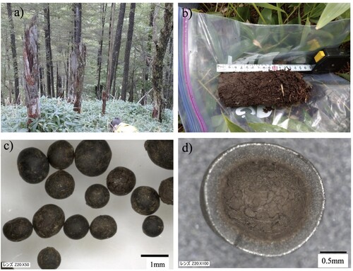 Figure 2. (a) View of HAN site conspicuous of dead Tsuga trees. (b) Core sample for analyses (c) Cg Sclerotia collected from soil. (d) The internal structure of the sclerotia applied for SEM-EDS and TOF-SIMS analyses.