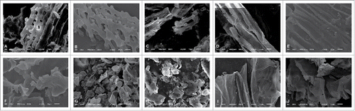 Figure 4. Microstructure of corncobs after fermentation (A and B). Representative microstructures of hydrolyzed corncobs. (C-F) The microstructures of partially hydrolyzed corncobs. (G-J) The microstructures of corncobs during deep hydrolysis.