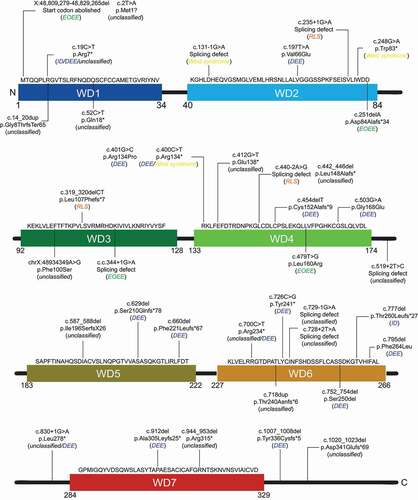 Figure 4. Schematic distribution of the documented WDR45 variants causing RLS, ID, EOEE, DEE and West syndrome, and that have not been associated to a specific disease. Disorder caused by the indicated variants are in between brackets, in italic. Thirty variants in WDR45 cause disorder other than BPAN with twenty-two female and eight male patients. The diagnosis is not conclusive in 18 cases; therefore, annotated as “unclassified”