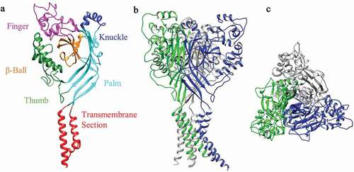 Figure 1. 3D Structural Model of rat ASIC3. (a) front view of rASIC3 subunit domains. (b) Side view of homotrimeric rASIC3. (c) Top view from extracellular side. Individual subunits are shown in different colors for A and B. The homology model of rASIC3 was built using the published crystal structure of chicken ASIC1a as template (PDB: 2QTS, PMID: 17,882,215); for details of rASIC3 modeling see Rahman and Smith 2014