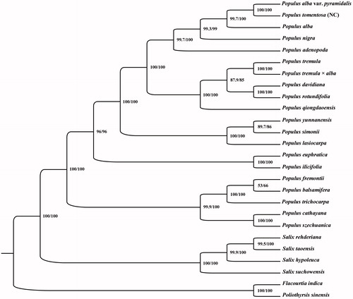 Figure 1. Phylogenetic relationships among 24 complete chloroplast genomes of Salicaceae. Bootstrap support values are given at the nodes. Chloroplast genome accession number used in this phylogeny analysis: P. adenopoda: KX425622; P.alba: AP008956; P. alba. var. pyramidalis: MG262344; P. balsamifera: KJ664927; P. cathayana: KP729175; P. davidiana: KX306825; P. euphratica:KJ624919; P. fremontii: KJ664926; P. ilicifolia: KX421095; P. lasiocarpa: KX641589; P. nigra: KX377117; P. qiongdaoensis: KX534066; P. rotundifolia: KX425853; P. simonii: MG262356; P. tomentosa narrow crown: MK252102; P. tremula: KP861984; P. tremula × alba: KT780870; P. szechuanica: MG262357; P. trichocarpa: EF489041; P. yunnanensis: KP729176; S. hypoleuca: MG262363; S. rehderiana: MG262367; S. suchowensis: KM983390; S. taoensis: MG262369; Flacourtia indica: MG262341; Poliothyrsis sinensis: MG262343.