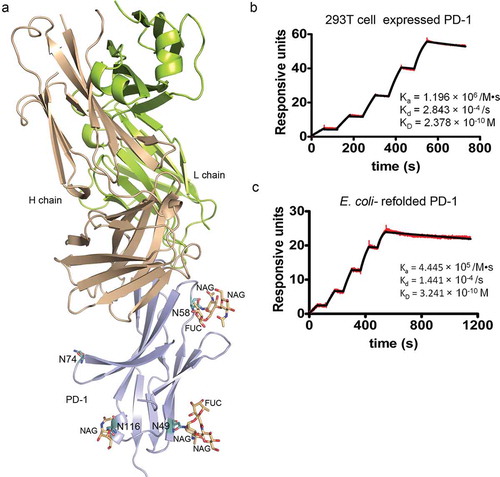 Figure 4. Glycan modifications of PD-1 and glycosylation independent binding of toripalimab. (a) Complex structure of toripalimab-Fab and PD-1 with glycan depicted as sticks in orange. Four potential N-linked glycosylation sites, N49, N58, N74, and N116, were shown as sticks in light teal. (b). SPR assay characterization of the binding between toripalimab and PD-1 proteins using a BIAcoreT100 system. The refolded PD-1 protein (L25-R147), which is expressed in E. coli and refolded in vitro, and PD-1 protein obtained from 293T cells were analyzed for binding affinity with toripalimab, with toripalimab immobilized on the chip. The binding characteristics (Ka, Kd, and KD) were labeled accordingly. The data presented here are a representative of three independent experiments with similar results.