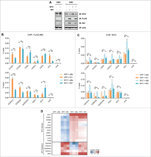 Figure 5. MYC and INI1 bind to common target genes and have opposing effects on gene expression in rhabdoid tumor cells. (A) Left: G401 rhabdoid tumor cells were retrovirally infected with MYC or GFP vector control. Expression of MYC was confirmed by immunoblotting. Right: G401 expressing ectopic MYC or GFP control were subsequently retrovirally infected with FLAG-INI1 or pBABEpuro (pBp) vector control. MYC and INI1 (using INI1 and FLAG antibodies) expression was confirmed by immunoblotting. (B) ChIP-qPCR was performed on the panel of G401 cells on the promoters of a series of MYC activated (CCND1, CCNE2, CDK4, HSPE1, LDHA, and NCL), MYC repressed (CDKN1A, CDKN2B, GADD45A, HES1) genes, and the MYC gene. A region in chromosome 6 (chr6) was used as negative control. FLAG-INI1 was immunoprecipitated with a FLAG-specific antibody. Immunoprecipitated DNA is represented as a percentage of total input DNA (% input). Mean % input ± SEM for 3 independent experiments is shown. * p<0.05, ** p<0.01, *** p<0.001, **** p<0.0001, one-way ANOVA with Tukey post test. (C) ChIP-qPCR was performed as in Figure 6B, but immunoprecipitated with a MYC-specific antibody. Mean % input ± SEM for 3 independent experiments is shown. * P < 0.05, ** P < 0.01, *** P < 0.001, **** P < 0.0001, one-way ANOVA with Tukey post test. (D) mRNA expression of a series of MYC activated and repressed genes was evaluated in the G401 panel by qPCR. Gene expression is presented as log2(fold change) relative to G401 cells with both empty vectors. The heatmap depicts degree of up-regulated (red) and down-regulated (blue) expression changes, with each small square representing the value of one biological replicate. Specific expression values and statistical significance are shown in Figure S1.