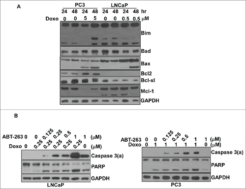 Figure 3. Bcl-xl played an essential role protecting LNCaP and PC3 cells against doxorubicin-induced apoptosis. (A) The expression of Bcl2 family proteins including Bim, Bad, Bax, Bcl2, Bcl-xl and Mcl2 with/without doxorubicin in LNCaP and PC3 cells. Immunoblot analysis of cell lysates from LNCaP or PC3 cells treated by doxorubicin over time as indicated. Experiments were repeated 3 times and representative results are shown. (B) The combination of doxorubicin with various concentrations of ABT-263 had a synergistic effect on apoptosis in both LNCaP and PC3 cells. Cell lysates from LNCaP or PC3 cells treated by doxorubicin in combination with ABT-263 or ABT-263 alone for 48 hr at various concentrations were subjected to immunoblot analysis. Experiments were repeated 3 times and representative results are shown.