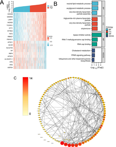 Figure 4 Network construction for LARS1 correlated genes in HCC. (A) Top 10 genes of positively or negatively correlated with LARS1 were shown in Heatmap. (B) GO analysis and KEGG pathway reveal the underlying mechanism of LARS1 in the promotion of HCC. (P.adj represents adjusted P values). (C) The PPI network of LARS1 interaction partners generated by STRING and Cytoscape, The color represents the degree score.