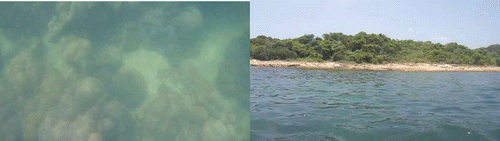 Figure 2. Corals in Tung Ping Chau. The far reach of the dense coral community from the shore (<10 m). Photos taken in July 2010.