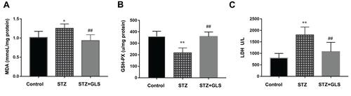Figure 2 The level of malondialdehyde (MDA, mmol/mg protein) (A), the activity of glutathione peroxidase (GSH-Px, U/mg protein) (B) and the activity of LDH (U/L) (C) in serum of different rat groups. Values represent mean ± SE; n = 6 in each group. *, p <0.05 and **, p < 0.01 versus the control group, # #, p < 0.01 versus the STZ group using Tukey’s test. Control: 5 mL/kg saline (p.o.); Diabetic: 50 mg/kg streptozotocin (i.p.) and 5 mL/kg saline (p.o.); STZ + GLS: 50 mg/kg streptozotocin (i.p.) and 300 mg/kg GLS (p.o.).