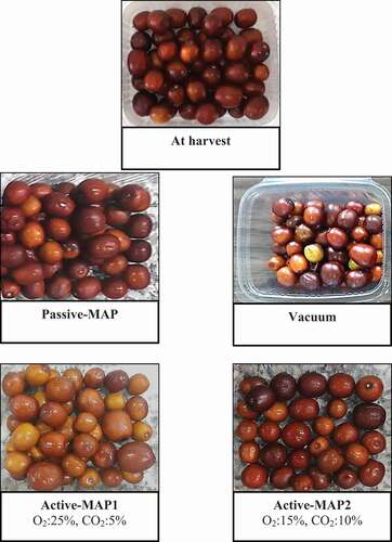 Figure 5. The appearance quality of jujube fruit that were exposed to vacuum and MA packaging for 9 days prior to 35 days cold storage at 2 ± 1°C
