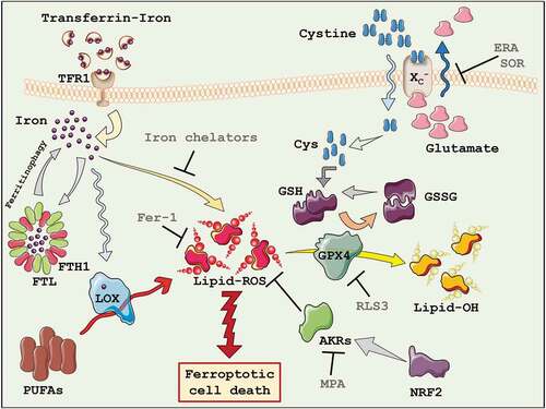 Figure 1. Ferroptosis. The key players of the ferroptotic cell death process have been highlighted. AKRs = Aldo-keto reductases; Cys = cysteine; FTH1 = Ferritin heavy chain 1; FTL = Ferritin light chain; GSH = Glutathione; GSSG = Oxidized Glutathione; GPX4 = Glutathione peroxidase 4; LOX = Lipoxygenases; PUFAs = Polyunsaturated fatty acids; TFR1 = Transferrin receptor 1; ERA = Erastin; Fer-1 = Ferrostatin-1; MPA = Medroxyprogesterone; RLS3 = Ras-selective lethal small molecule 3; SOR = Sorafenib.