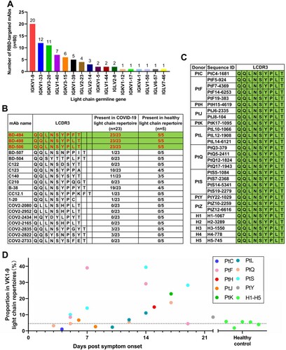 Figure 4. Light-chain VK1-9-encoded antibodies were highly shared among COVID-19 patients. (A) The usage distribution of light-chain germline gene that paired with VH3-53 in 80 known RBD-targeted antibodies[Citation3, Citation4, Citation5, Citation6, Citation7, Citation8, Citation9, Citation10, Citation11, Citation12, Citation13, Citation14]. (B) Comparison of LCDR3 sequences of the known VK1-9-encoded light chains and their presence in the repertoires of COVID-19 patients and healthy people. (C) Comparison of LCDR3 sequences of the shared VK1-9-J4 clonotype identified from the repertoires of COVID-19 patients and healthy people. (D) The proportion of the VK1-9-J4 clonotype in the total VK1-9 light-chain repertoires of COVID-19 patients and healthy people.