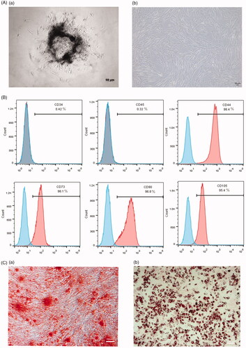 Figure 2. Characterization of SHEDs. (A) (a) 4 days of primary SHEDs (b) 3 days of SHEDs at P3, ×50. (B) Flow cytometry analysis of cell surface marker CD34, CD45, CD44, CD73, CD90, CD105. (C) (a) Cells were treated with osteogenic induction medium after 14 days and stained with Alizarin red, ×50. (b) Cells were treated with adipogenic induction medium after 21 days and stained with oil red O, ×50.