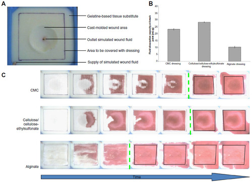 Figure 2 Maceration model for determination of fluid management by hydroactive dressings (carboxymethyl cellulose [Aquacel Extra], cellulose/cellulose-ethylsulfonate [Suprasorb Liquacel], alginate [Suprasorb A tamponade] over time employing a tissue substitute model (A) and video documentation (VF0700, Creative Labs, Milpitas, CA, USA). Different fluid absorption capacities at the maceration breakpoint were observed for the dressings investigated (B). The spread of the colored, simulated wound fluid solution allows measurement of the breakpoint of maceration (green dotted line) at which the dressings stop taking up fluid and start to leak (C). Image courtesy of Cornelia Wiegand.Citation46