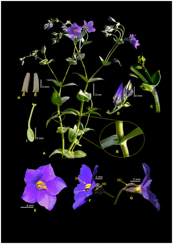 Figure 1. Exacum keralense sp. nov. (A) Habit. (B) Stem clasping leaf base. (C) Flowering branch, (D) Flower buds with violet coloured calyx lobes. (E) Flower – front view. (F) Flower– side view (a. Yellow coloured corolla tube, b. Curved stamens, c. smaller style). (G) Flower – side view showing keeled calyx wings (d). (H) Stamens. (I) Pistil. Photos K.M.P. Kumar.