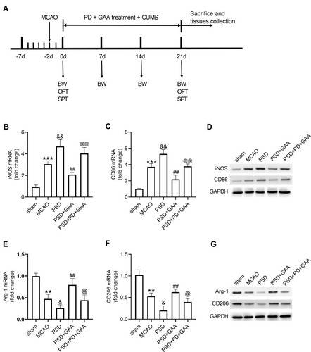 Figure 6 Effect of GAA on M1/M2 microglial polarization depends on the ERK/CREB pathway. (A) Experimental timeline. (B–D) qRT-PCR and Western blotting for expression of iNOS and CD86 in hippocampus tissues. (E–G) qRT-PCR and Western blotting for expression of Arg-1 and CD206 in hippocampus tissues. n=8. MCAO: stroke model; PSD: CUMS after MCAO; GAA: high dose (30 mg/kg) of GAA; PD: 100 μM PD (ERK inhibitor). **P<0.01 and ***P<0.001 compared with the sham group; &P<0.05 and &&P<0.01 compared with the MCAO group; ##P<0.01 compared with the PSD group; @P<0.05 and @@P<0.01 compared with the PSD+GAA group.