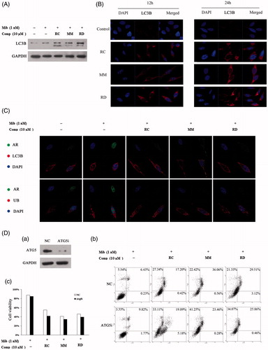 Figure 5. Induction of autophagy by RC, MM, or RD in LNCaP cells. (A) Western blot analysis of LC3 in compound-treated LNCaP cells. (B) Representative images of the punctuated LC3 in LNCaP cells treated with RC, MM, or RD. (C) Representative immunofluorescence staining of AR (green) and LC3 or Ub (red) in compound-treated LNCaP cells. Nuclei were counterstained with DAPI (blue). (D) (a) Western blotting was performed to confirm ATG5 knockdown; (b) percentage of apoptotic cells was analyzed by flow cytometry after ATG5 knockdown; (c) cell viability assays after depletion of autophagy using Atg5-targeting siRNA in LNCaP cells prior to treatment with the chemicals.